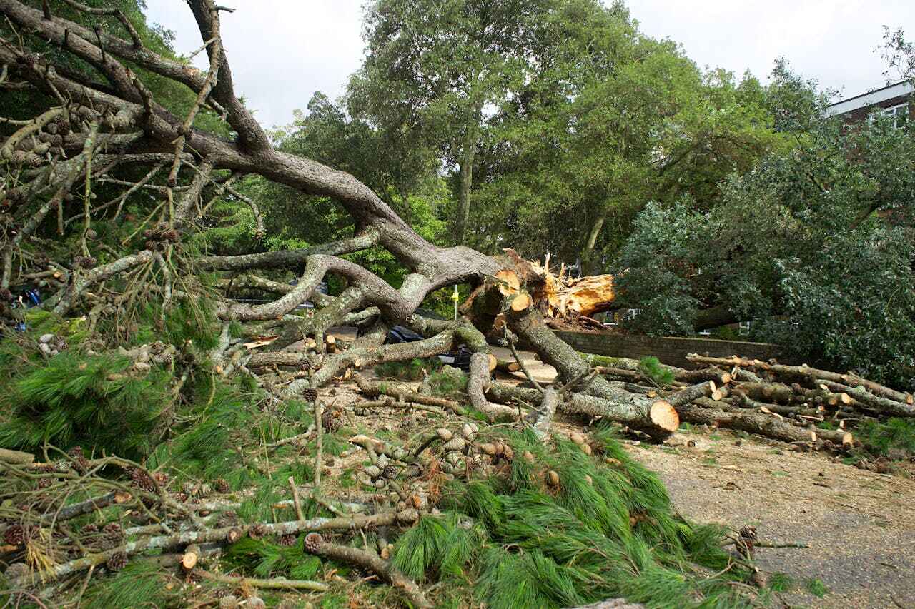 Best Tree Branch Trimming  in USA